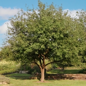 Mexican White Oak Tree